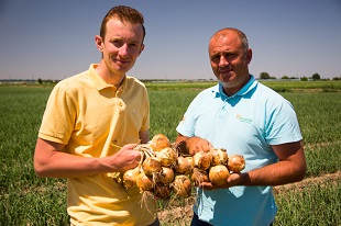 Wolf F1 is the most popular winter onion on the Ukrainian market