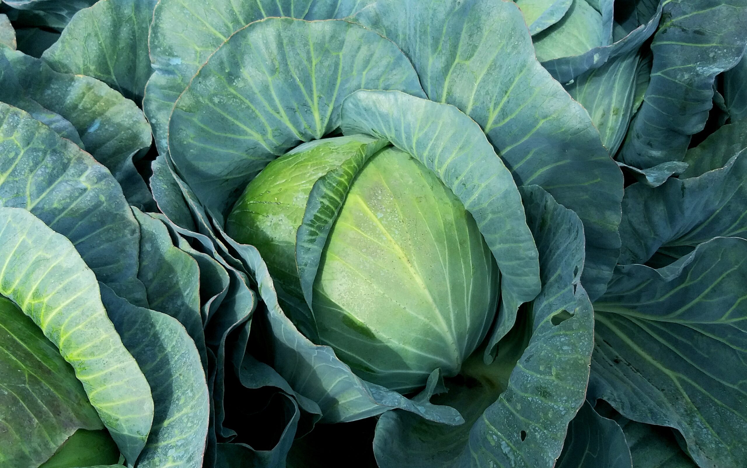 Салат Тайсон